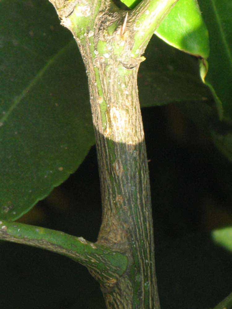              Second - third year twig (South African, Riverside, CA)       